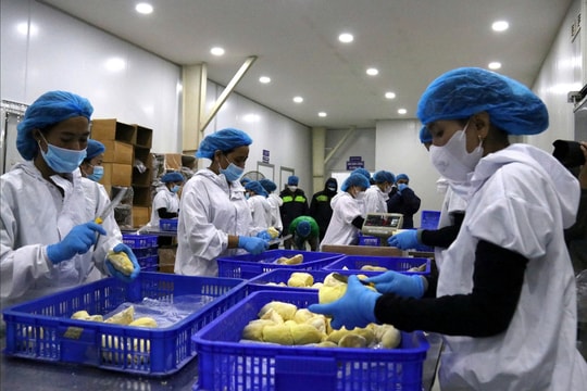 Tái cơ cấu để Đắk Lắk trở thành trung tâm nông nghiệp xanh