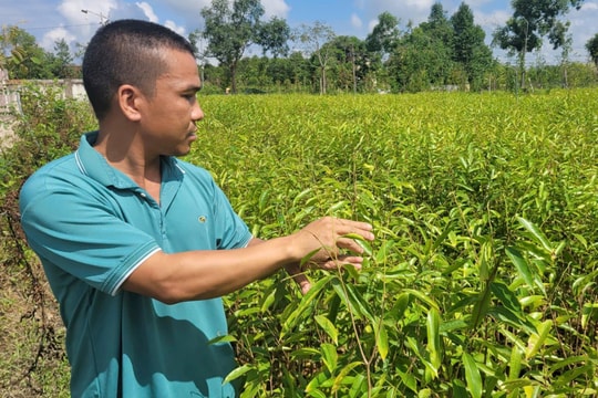 Cây trồng quanh nhà máy gạch ở Hà Tĩnh bị “chết cháy” hàng loạt, người dân hoang mang