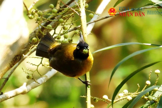 Quảng Trị: Ghi nhận thêm 9 loài chim mới tại Khu Bảo tồn thiên nhiên Đakrông