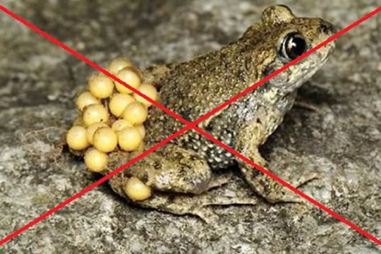 Ngộ độc thịt cóc, 9 trẻ nhỏ nhập viện cấp cứu