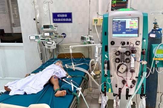 Gia Lai: Ong vò vẽ tấn công, 3 trẻ thương vong