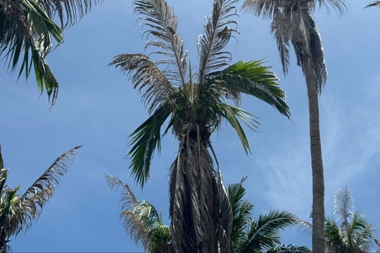 Gia Lai: Phòng trừ sâu đầu đen hại dừa