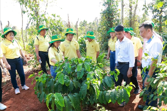 Hành trình mới cùng canh tác cà phê thông minh