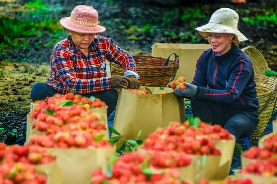 Tăng cường đào tạo nhân lực khu vực nông thôn