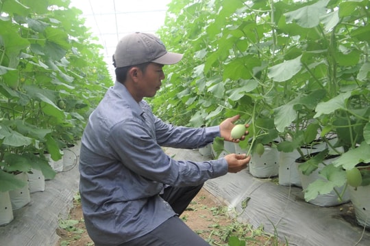 Thúc đẩy hoạt động khởi nghiệp lĩnh vực nông nghiệp