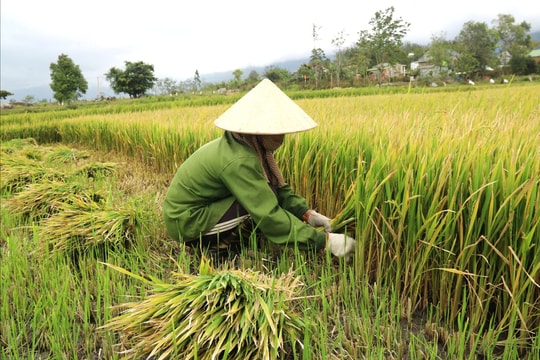 Gia Lai chuyển đổi hơn 38.000 ha cây trồng kém hiệu quả