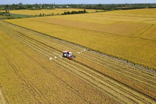 Hơn 200.000 hộ dân tham gia sản xuất lúa chuyên canh chất lượng cao, phát thải thấp