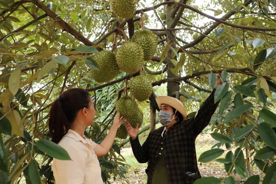 Mã số mở rộng vùng nguyên liệu