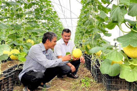 Đồng Nai đẩy mạnh nông nghiệp công nghệ cao, nâng cao giá trị nông sản: Chiến lược nâng cao giá trị nông sản