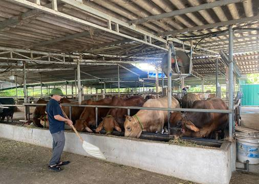 Ứng dụng công nghệ cao vào chăn nuôi