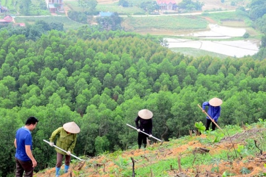 Quy trình kỹ thuật giao rừng, cho thuê rừng
