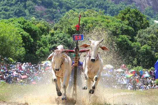 64 đôi bò kịch tính tranh Cúp Truyền hình An Giang