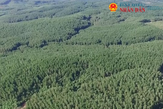 Hơn 200 hecta đất rừng được quản lý, sử dụng trái quy định pháp luật: Sẽ xử lý nghiêm minh, đúng pháp luật