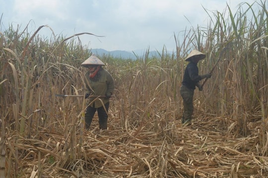 Nghệ An: Người dân xã miền núi có nguy cơ mất trắng vì mía chết hàng loạt