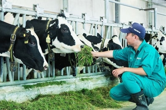 Tìm giải pháp phục hồi ngành bò sữa