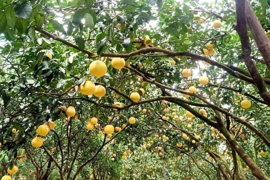 Cần thực hiện đồng bộ nhiều giải pháp nhằm nâng cao giá trị của Bưởi Phúc Trạch