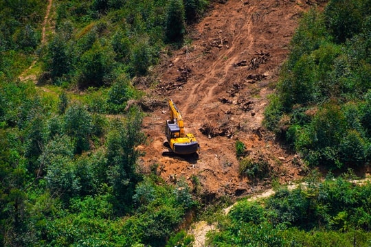 EU tiếp tục hoãn luật chống phá rừng: Lý do kỹ thuật hay nhượng bộ chính trị?