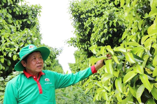 Xây dựng ngành nông nghiệp bền vững, thích ứng biến đổi khí hậu