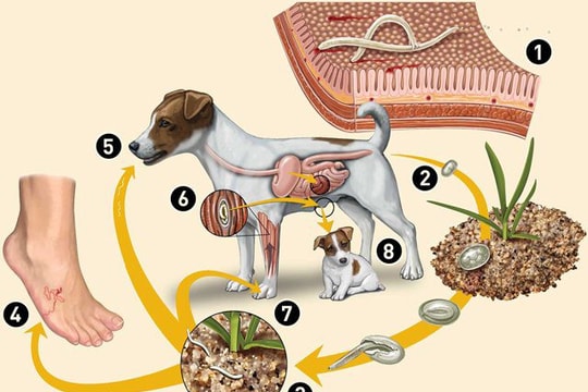 Cảnh báo: bệnh giun đũa chó mèo có thể gây mù lòa và tổn thương nội tạng
