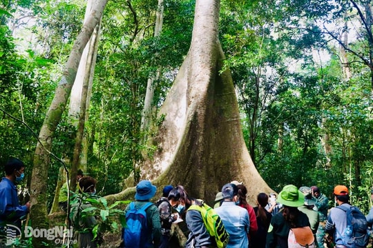 Phát huy tối đa giá trị hệ sinh thái rừng