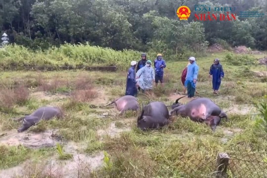 Quảng Trị: Một người dân tử vong và 4 con trâu bị chết do bị điện giật