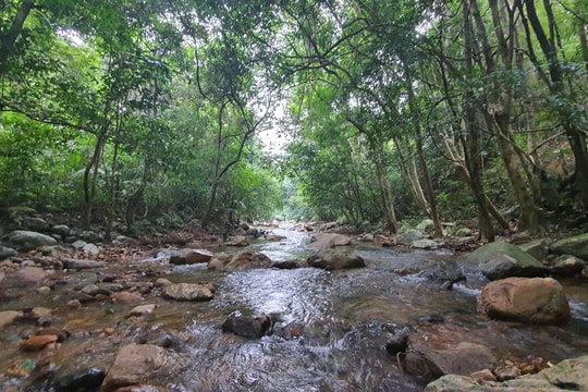 ERPA đòn bẩy tài chính chiến lược giữ rừng ở Quảng Trị