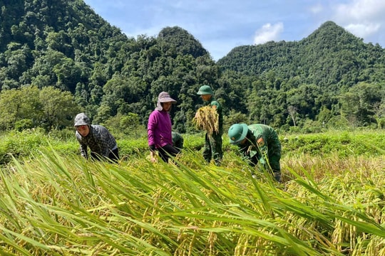 Đồn Biên phòng Cà Xèng giúp đồng bào Rục giữ mùa vàng sau bão