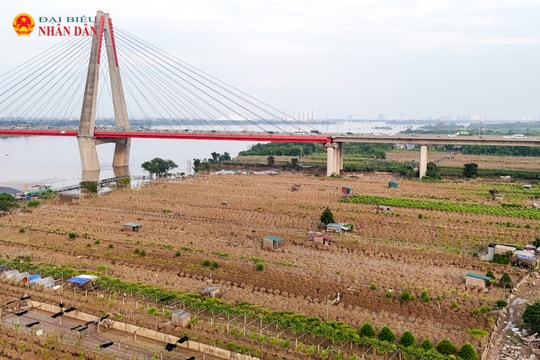 Hà Nội: Vườn đào Phú Thượng thiệt hại nặng nề sau bão Bualoi