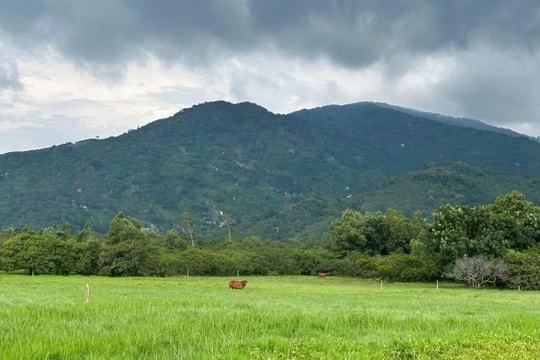 Đồng Nai: Đấu giá 100ha đất ở núi Chứa Chan