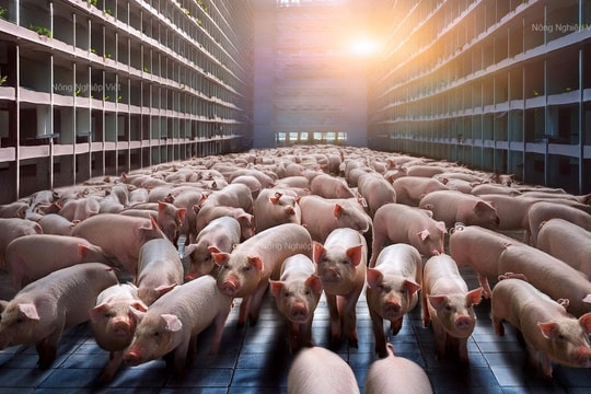 Ngành chăn nuôi phục hồi nhưng đối mặt áp lực chi phí