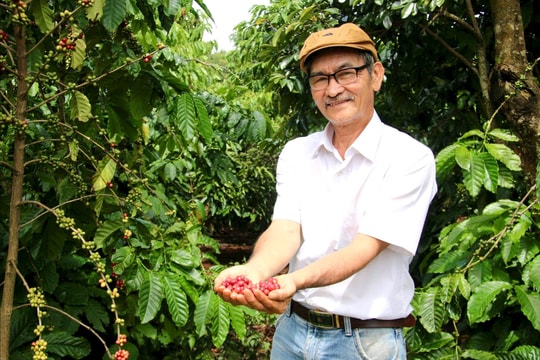 Kinh nghiệm hay - Cách làm tốt: Người thầy “gieo tri thức” trên vườn cà phê hữu cơ