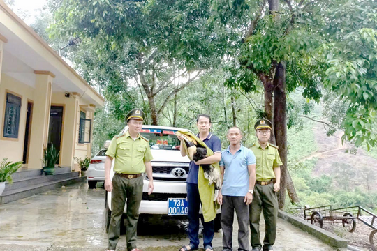 Quảng Trị: Người dân giao nộp cá thể chim Hồng hoàng quý hiếm