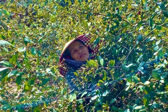 Kinh nghiệm hay - Cách làm tốt: Mở lối thoát nghèo từ những giống cây trồng, vật nuôi mới