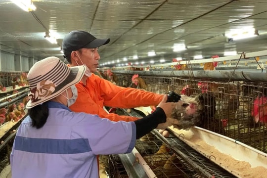 Đẩy mạnh chuỗi liên kết để nâng cao giá trị nông sản