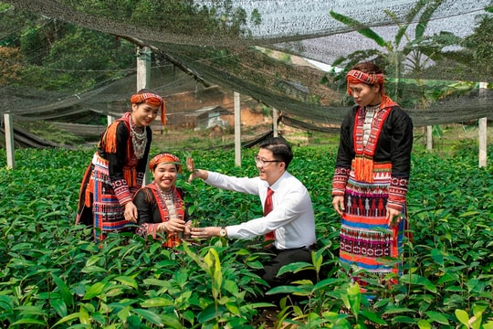 Tiếp tục là “mạch sống” tài chính của nông dân Việt Nam