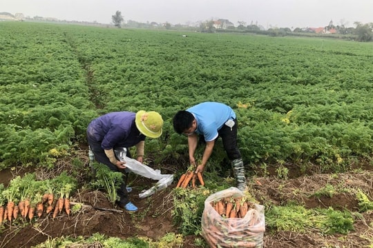 Triển khai nghiêm túc việc miễn, giảm tiền sử dụng đất, tiền thuê đất