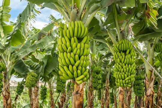 Chuyển đổi đất rừng sang trồng chuối tiêu hồng