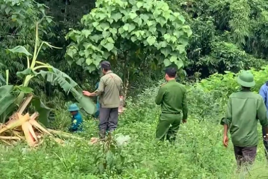 Lâm Đồng: Một người tử vong nghi do voi rừng tấn công khi đi lấy măng