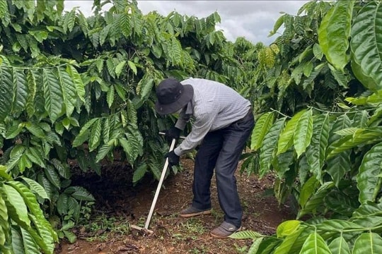 Thay đổi cách canh tác để ngành cà phê giữ vững vị thế