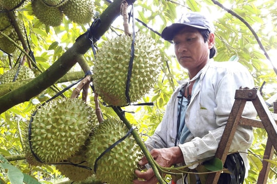 Nhân rộng các mô hình nông nghiệp kiểu mẫu