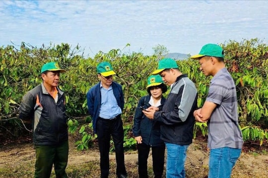 Cây cà phê trước thách thức từ biến đổi khí hậu