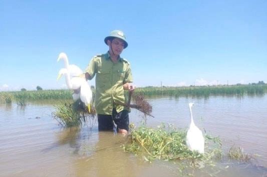 Phát triển lâm nghiệp bền vững: Hiệu quả từ chương trình 809