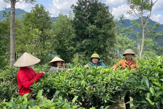 Đa dạng sinh kế giúp người dân vùng cao Thái Nguyên vươn lên thoát nghèo