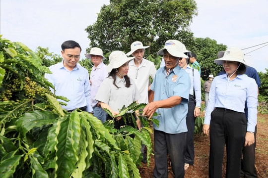 Phát huy vai trò khuyến nông trong kiến tạo nông nghiệp bền vững Tây Nguyên