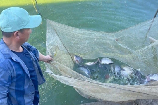 Cá rô phi hướng tới mặt hàng xuất khẩu chủ lực