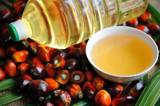 Indonesia’s palm oil production set to rise 10% in 2025