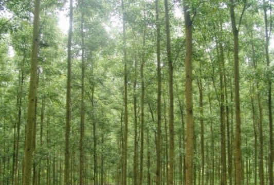 Phát triển lâm nghiệp bền vững: Phát triển rừng gắn liền với hiệu quả công nghiệp chế biến gỗ