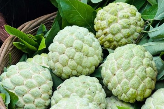 Trồng na trên núi đá giúp đồng bào dân tộc Mông thoát nghèo