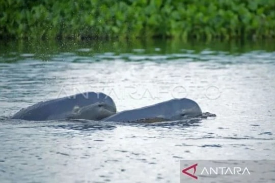 Indonesia takes urgent action to protect rare dolphins