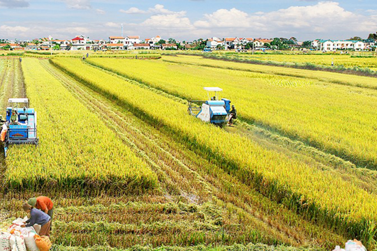 “Giải pháp tài chính - bảo hiểm toàn diện” cho Đề án 1 triệu hec-ta lúa